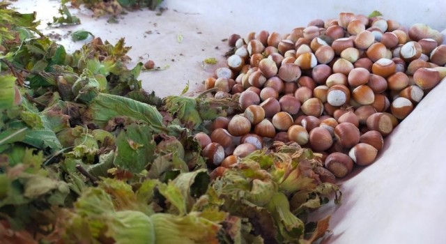 Samsunda bu yıl fındıkta rekolte tahmini 112 bin 500 ton
