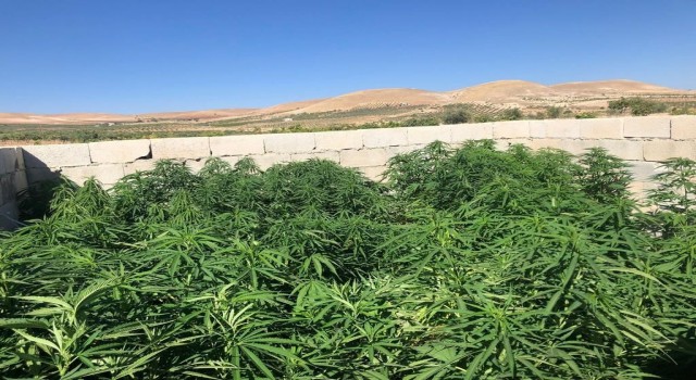 Şanlıurfada 83 kök kenevir ve 5,5 kilo esrar ele geçirildi