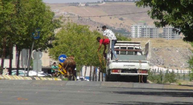 Şanlıurfada kaçan kurbanlıklar trafikte zor anlar yaşattı