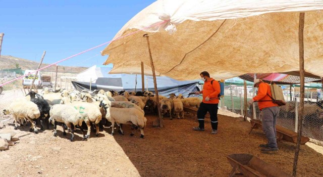 Şanlıurfada kurban satış noktalarına ilaçlama