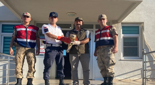 Şanlıurfada yaralı bulunan kızıl şahin tedavi altına alındı