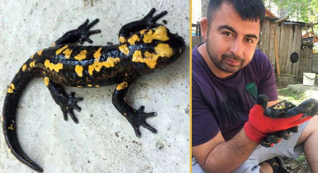 Sarı Benekli Semender Zorkun Yaylası'nda Görüntülendi