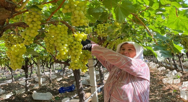 Sarıgölde erkenci üzüm hasadına başlandı