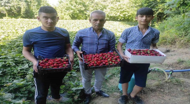 Sasonda 3 aile ile başlayan çilek üretimi 400 aileye geçim kaynağı oldu