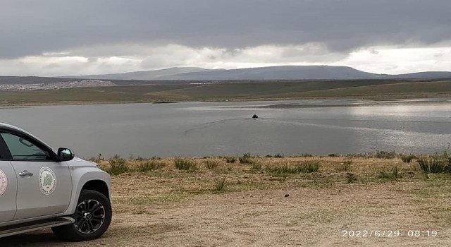 Sazan balık türünün kontrolü için avlanmaya çıktılar