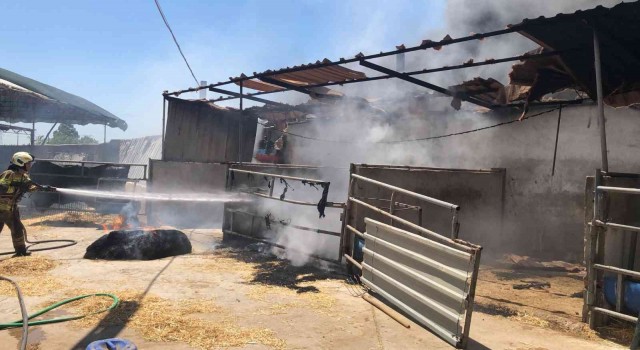 Seferihisardaki iki orman yangınında 3 ev, 12 araç ve 1 bekçi kulübesi yandı