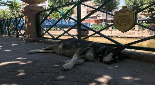 Sevimli dostların sıcak havalarla zorlu mücadelesi