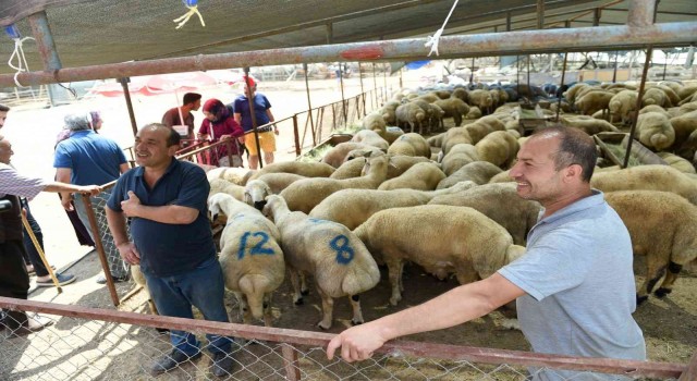 Seyhanda ücretsiz kurban kesim hizmeti