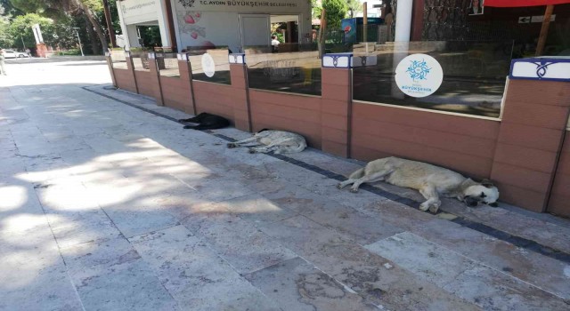 Sıcak hava insanlar kadar hayvanları da olumsuz etkiliyor