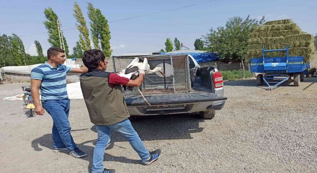 Sıcaktan etkilenen leylekler tedavi altına alındı