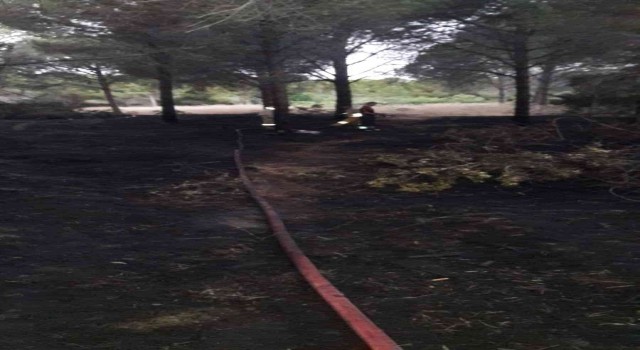 Sigara izmariti ormanı yaktı