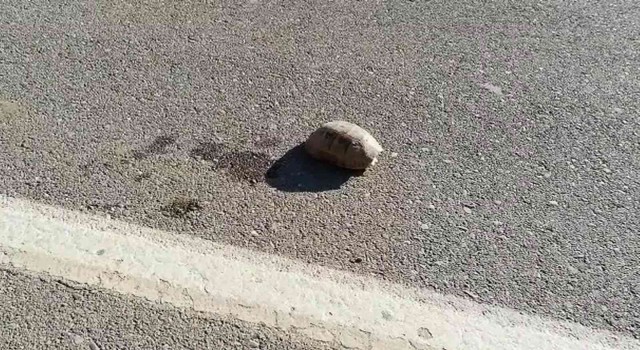 Siirtte sıcaktan bunalan kaplumbağaya su içirdi