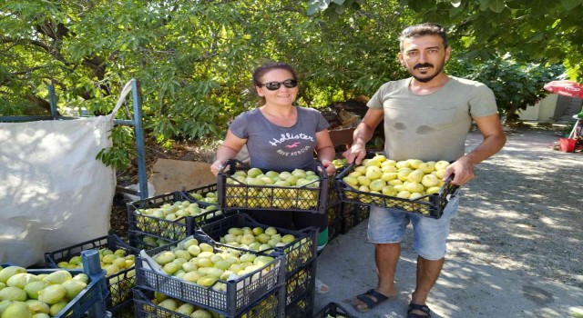 Silifke inciri Dubai ve Katara ihraç ediliyor