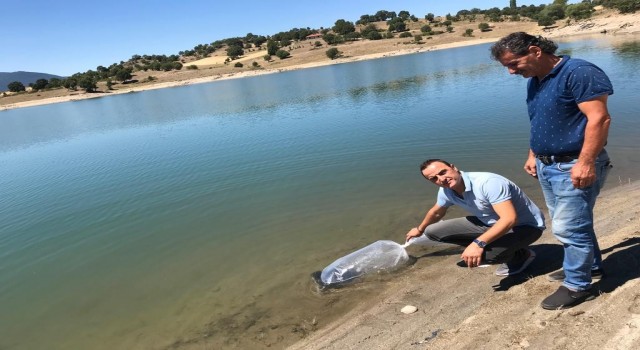 Simavda göletlere 110 bin yavru sazan balığı bırakıldı