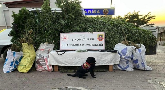 Sinopta 19 kilo esrar ile bin 773 kök kenevir ele geçirildi