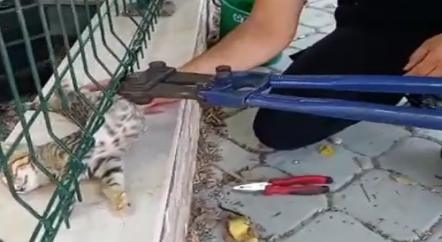 Sitenin tel örgüsüne sıkışan kediyi itfaiye ekipleri kurtardı