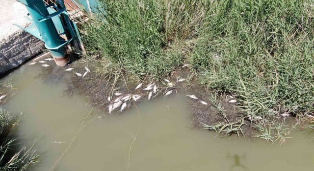Sivasta toplu balık ölümleri tedirgin ediyor