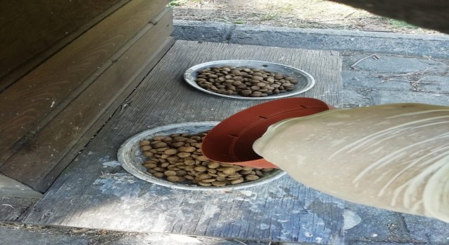 Sokak hayvanları için yemleme çalışması yapıldı