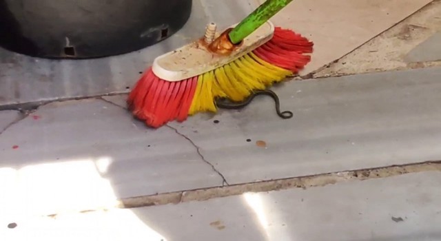 Sultangazide yılan paniği