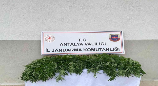 Tapulu arazilerinde kenevir yetiştiren şüpheliler yakalandı