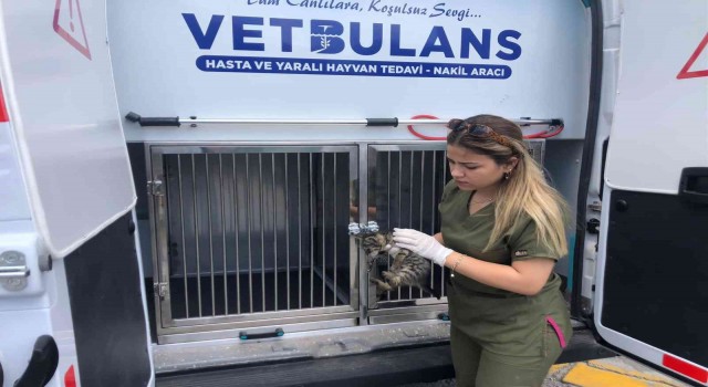 Tatilde 303 can dostun tedavileri gerçekleştirildi