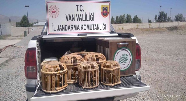 Tedavileri ve rehabilitasyonları tamamlanan kuşlar doğaya bırakıldı