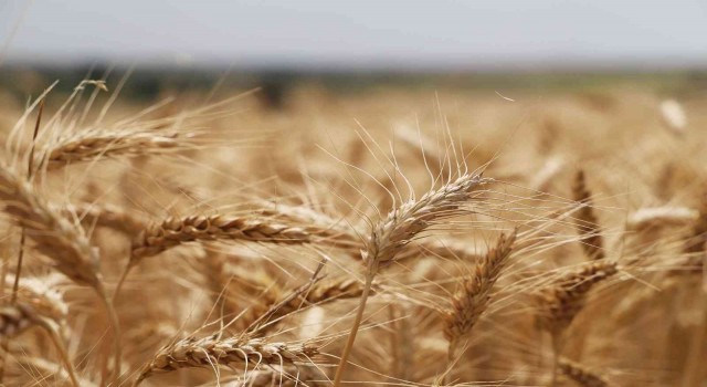 Tekirdağda buğday hasadı sürüyor