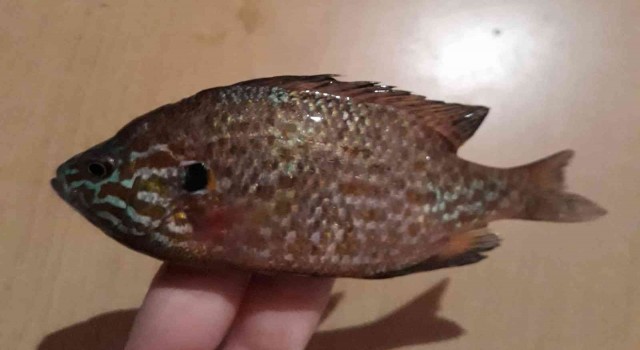 Tekirdağda istilacı balık yakalandı