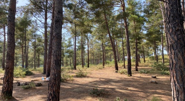 Tekirdağda piknik yaparken ormanı yakan 3 kişi tutuklandı