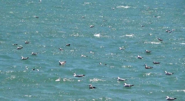 Tekirdağda poyraz etkili oluyor