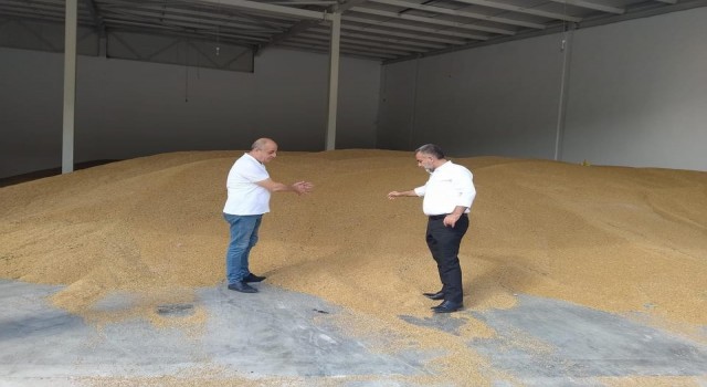 TMO Boyabatta arpa ve buğday alıyor