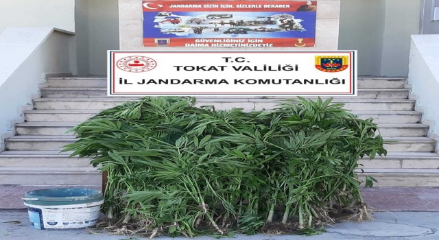 Tokatta 84 kök hint keneviri ele geçirildi