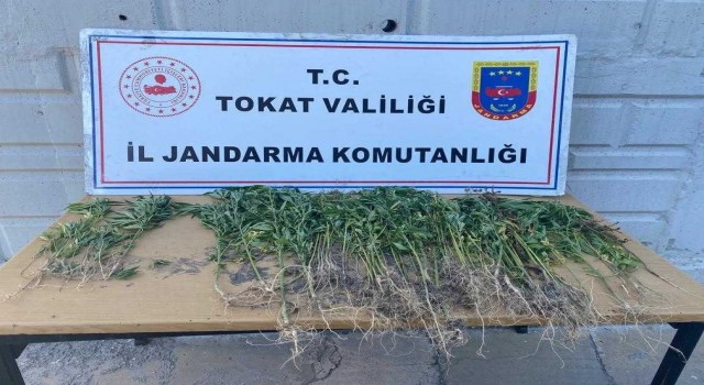 Tokatta kenevir operasyonu 1 gözaltı