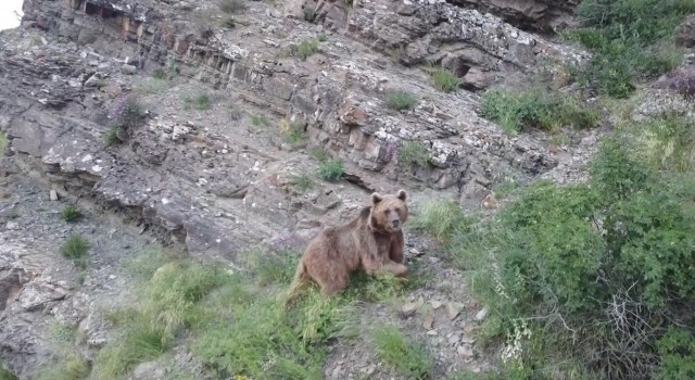 Tosunu yiyen ayıyı dron ile kovaladı