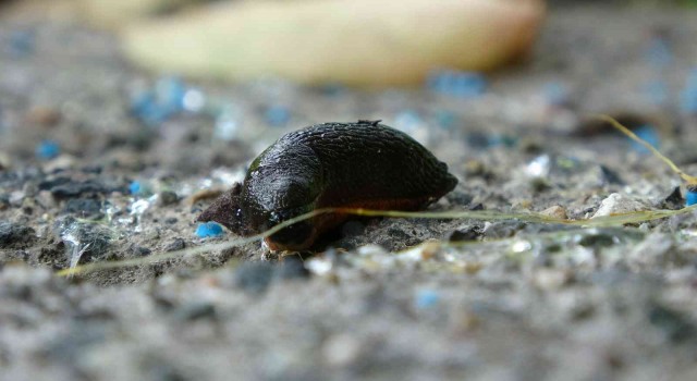 Trabzonda Katil salyangoz istilası