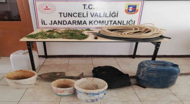 Tuncelide bir evde kenevir ele geçirildi