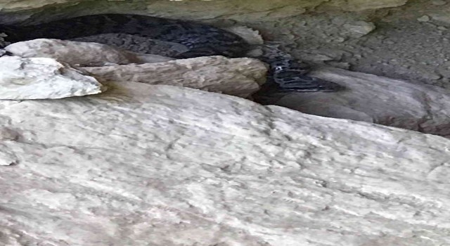 Tuncelide zehirli Wagner Kaya Engereği fotoğraflandı