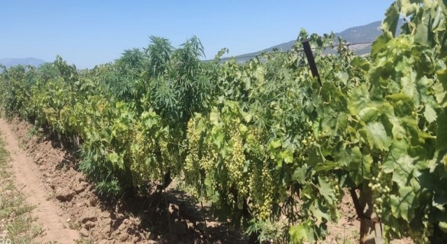 Turgutluda 118 kök Hint keneviri ele geçirildi