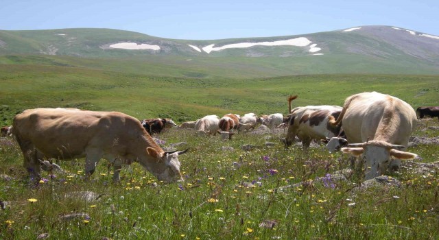 Urema yaylası görsel şölen oluşturuyor