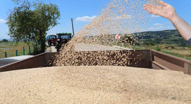 Üreticiler, ‘Nusrat buğday tohumundan memnun