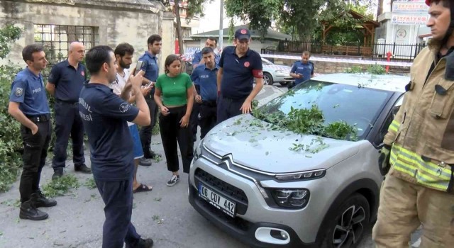 Üsküdarda asırlık ağaç otomobilin üzerine devrildi