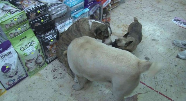 Üsküdarda hayvana şiddet: Kendisinden kaçan köpeğe taşla saldırdı