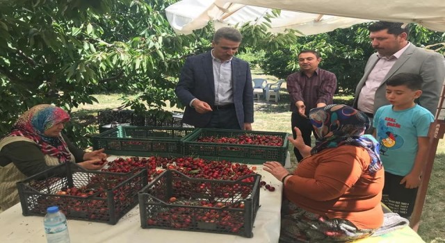 Vali Baruş, kiraz hasadına katıldı