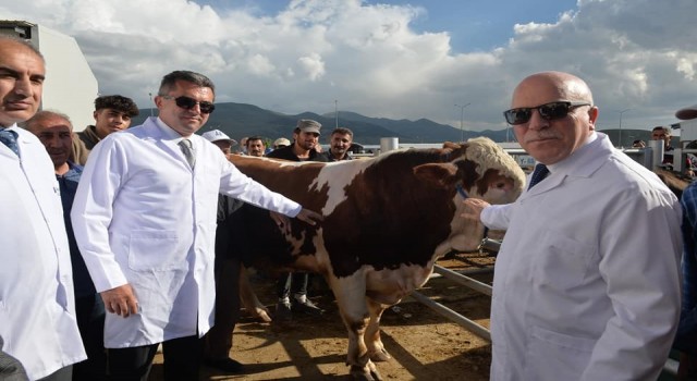 Vali Memiş ve Başkan Sekmen Avrupanın en büyük canlı hayvan pazarında incelemelerde bulundu