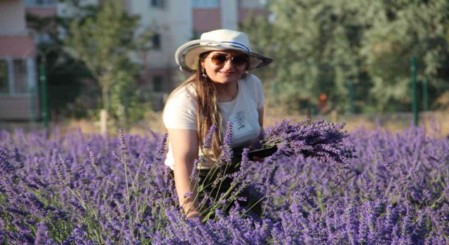 Van Gölü kıyısında tıbbi bitkilerin hasadı yapıldı