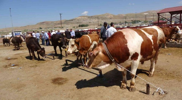 Vanda kurbanlıklar görücüye çıktı