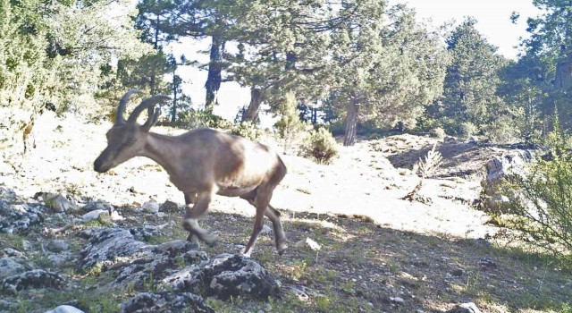 Yaban keçileri Burdura uyum sağladı