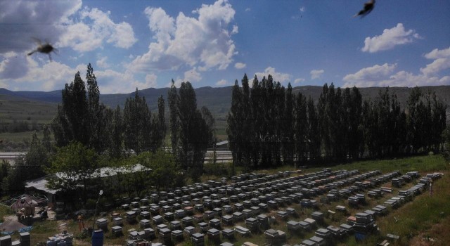 Yağışlar sonrası Bayburtta arıcıların yüzü güldü