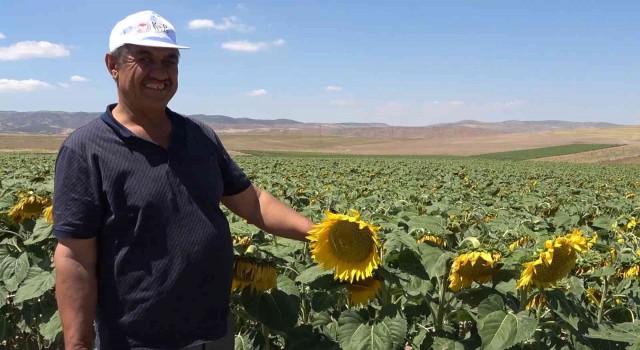 Yağlık ayçiçeği tarlaları yüzleri güldürdü: Çiftçi yüksek verim bekliyor