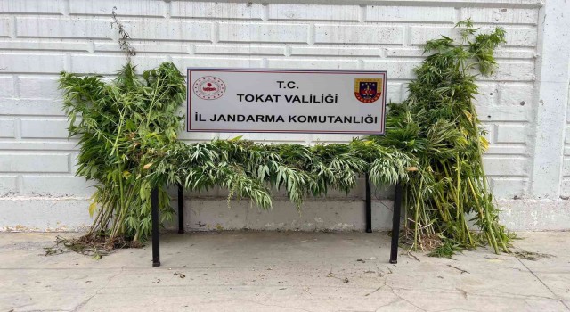 Yakalanacağını anlayınca 250 kilogram esrarı Kelkit çayına döktü